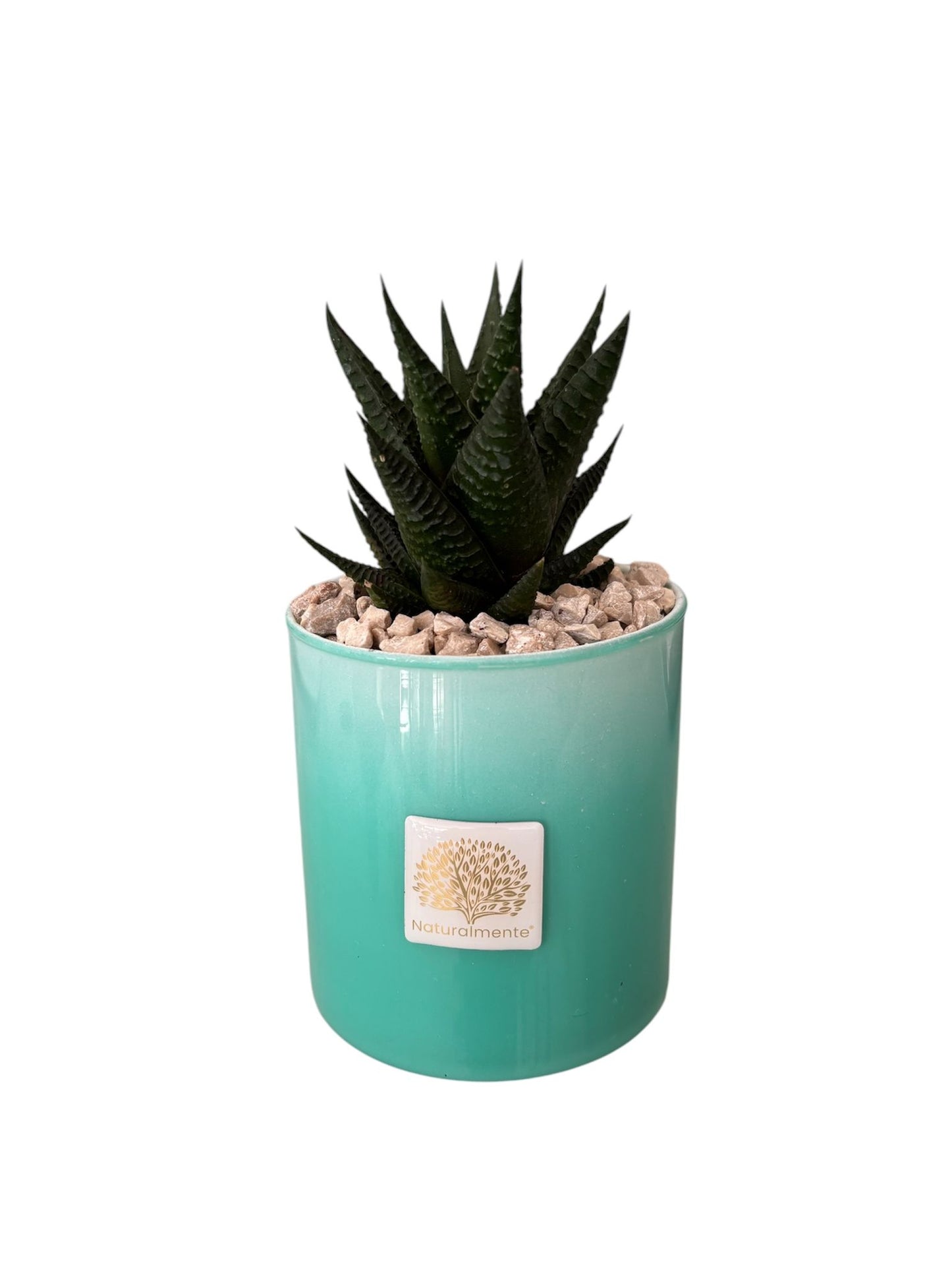 Piantina Haworthia in Vasetto – Naturalmente