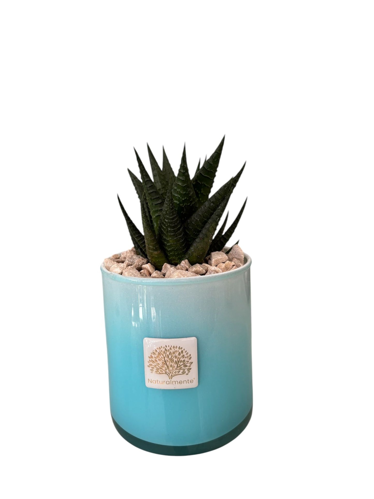 Piantina Haworthia in Vasetto – Naturalmente