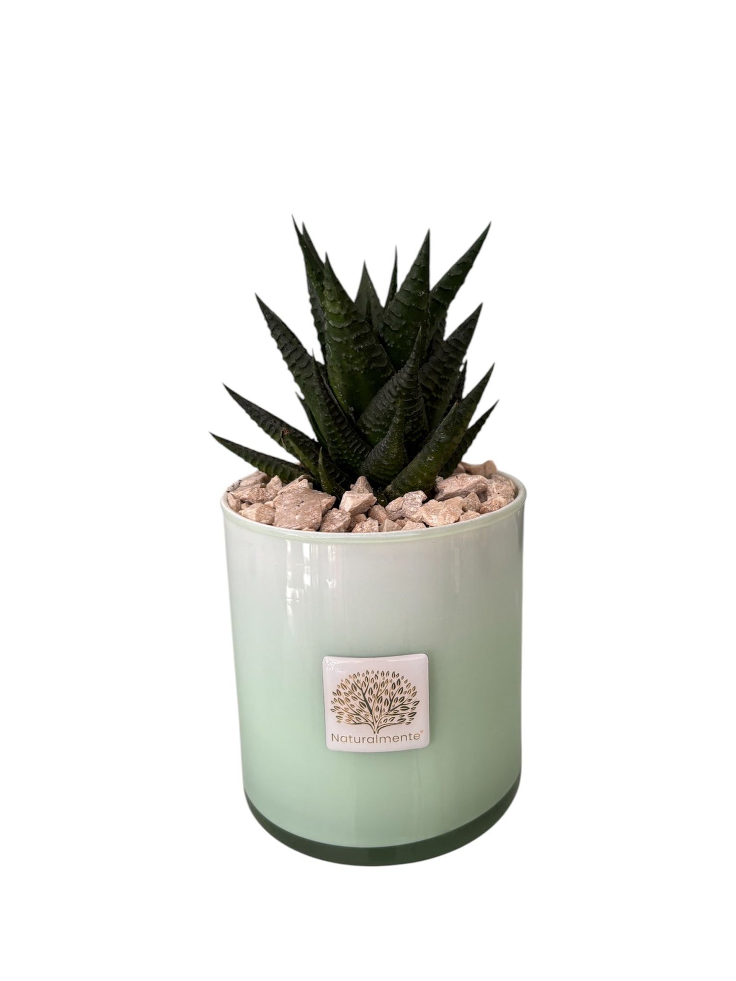 Piantina Haworthia in Vasetto – Naturalmente