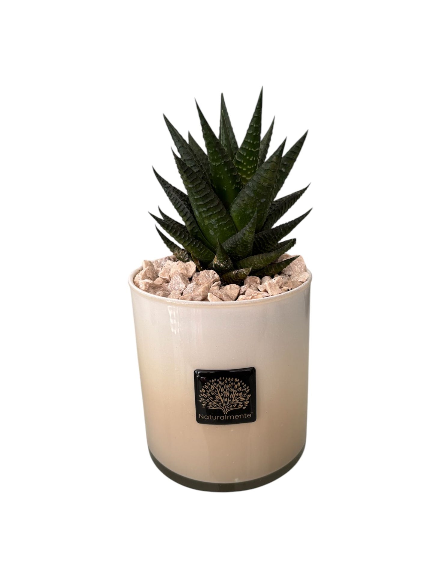 Piantina Haworthia in Vasetto – Naturalmente
