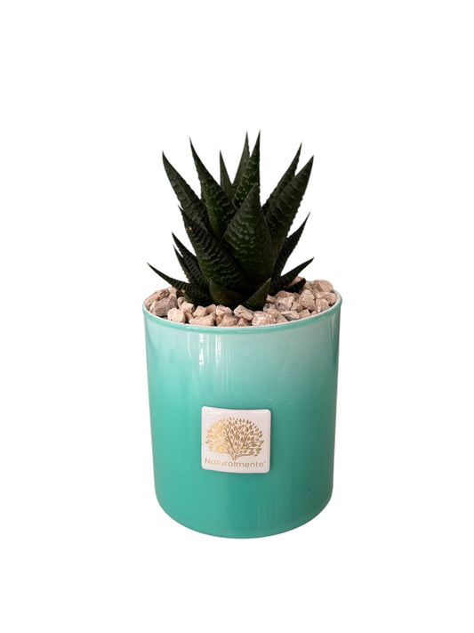 Piantina Haworthia in Vasetto – Naturalmente