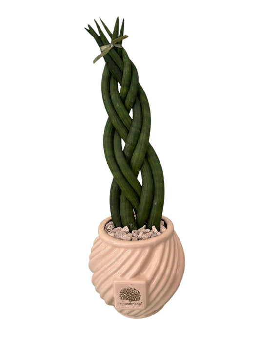 Piantina Sansevieria Cylindrica  – Naturalmente