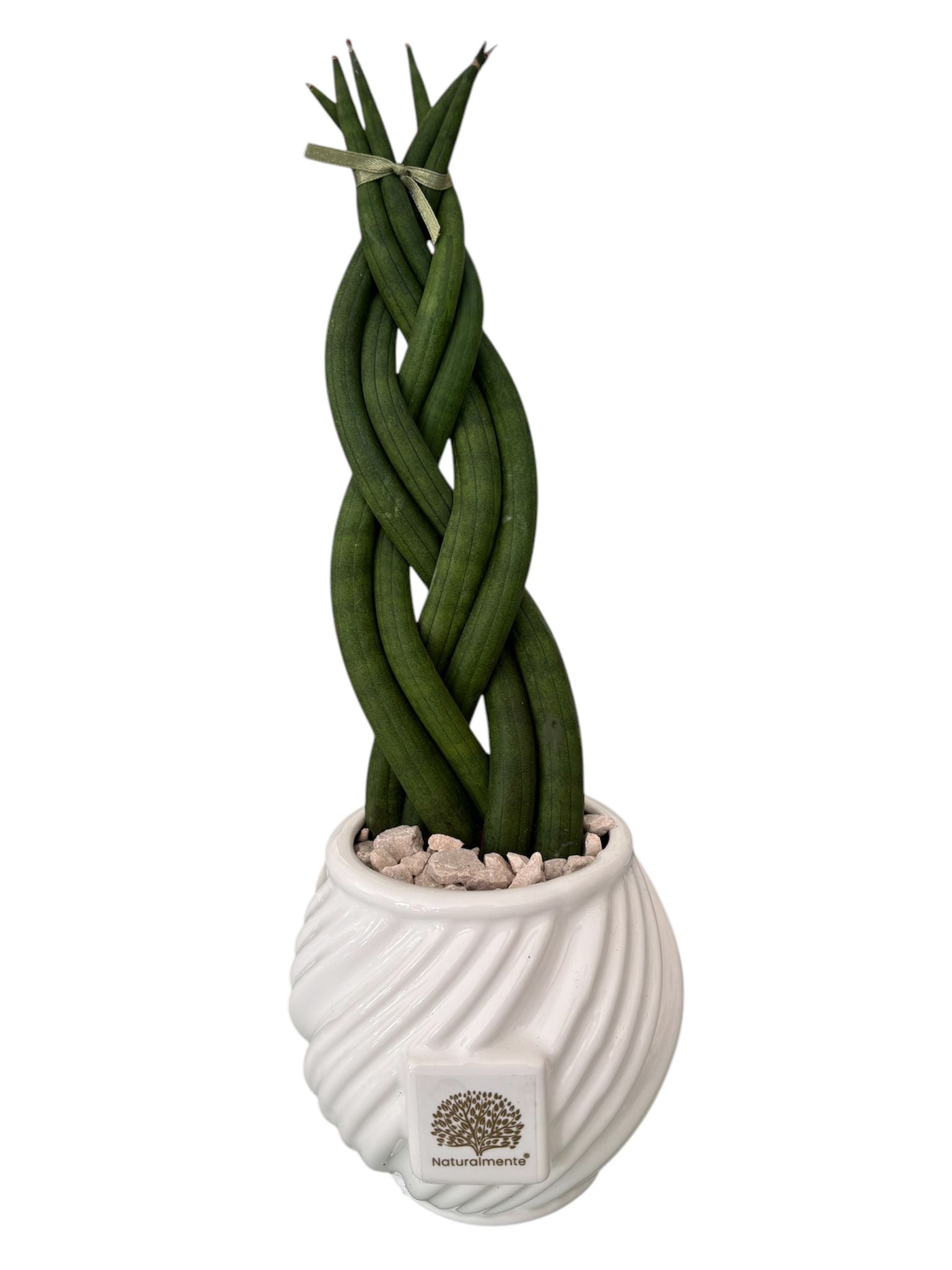 Piantina Sansevieria Cylindrica  – Naturalmente