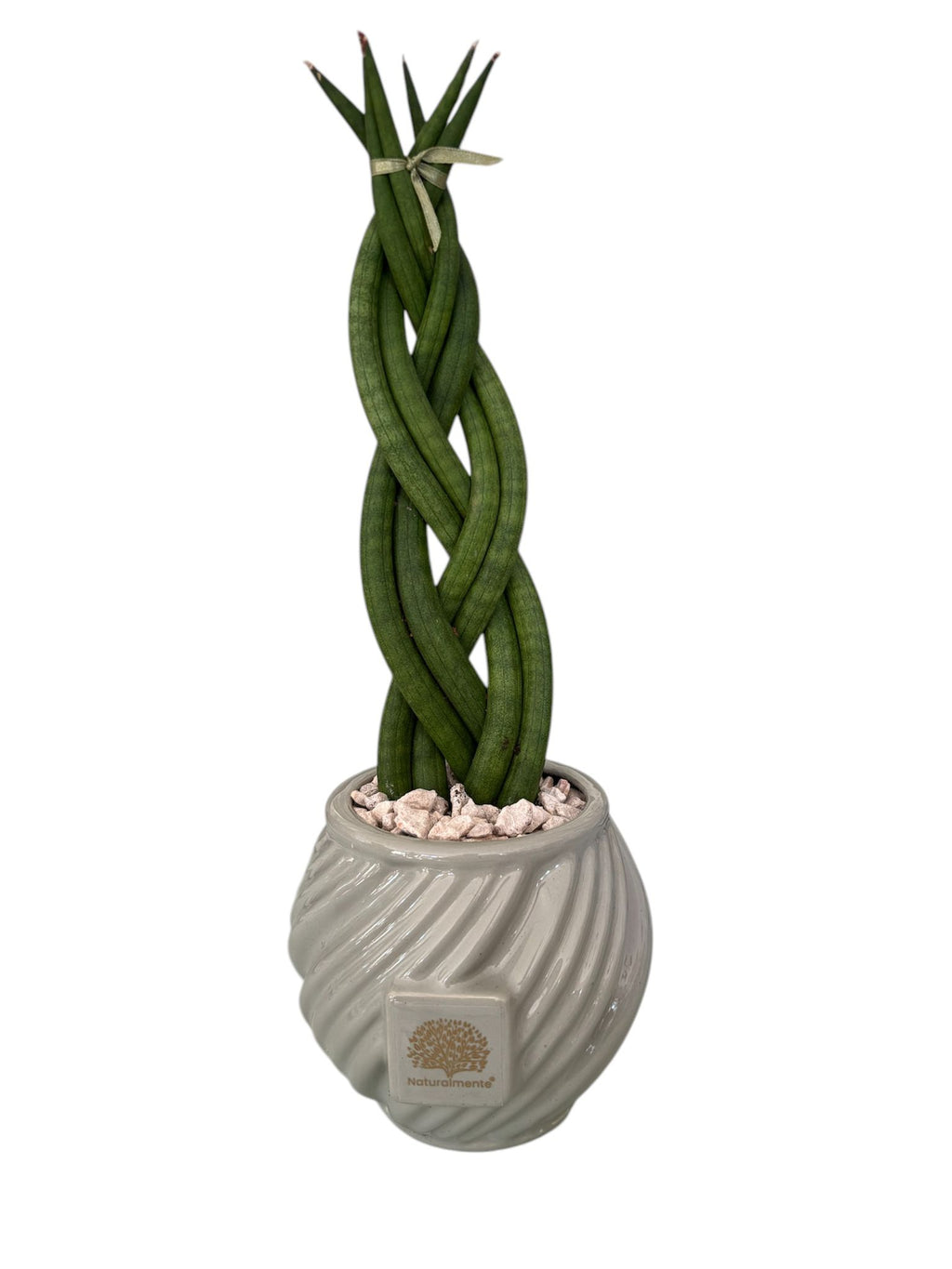 Piantina Sansevieria Cylindrica  – Naturalmente