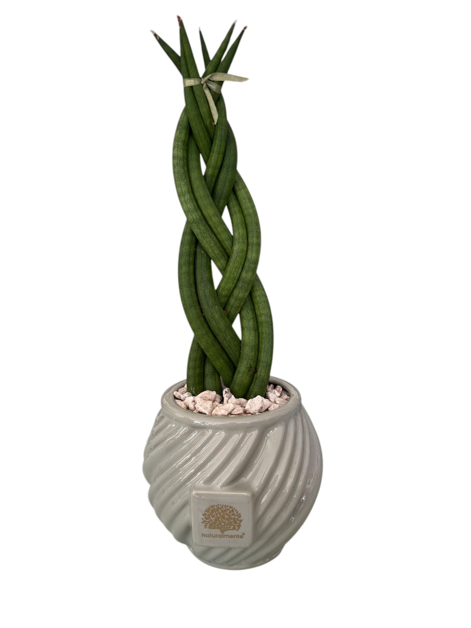 Piantina Sansevieria Cylindrica  – Naturalmente