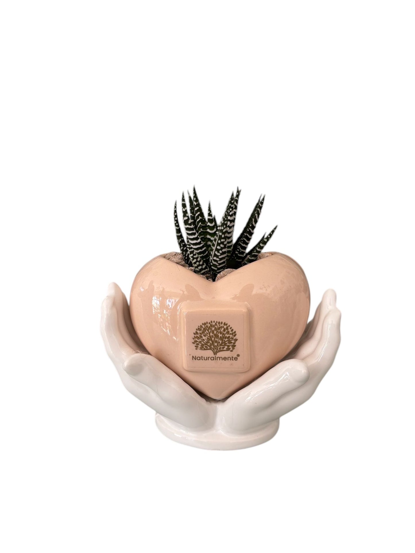 Piantina Haworthia Zebrata in Vasetto– Naturalmente