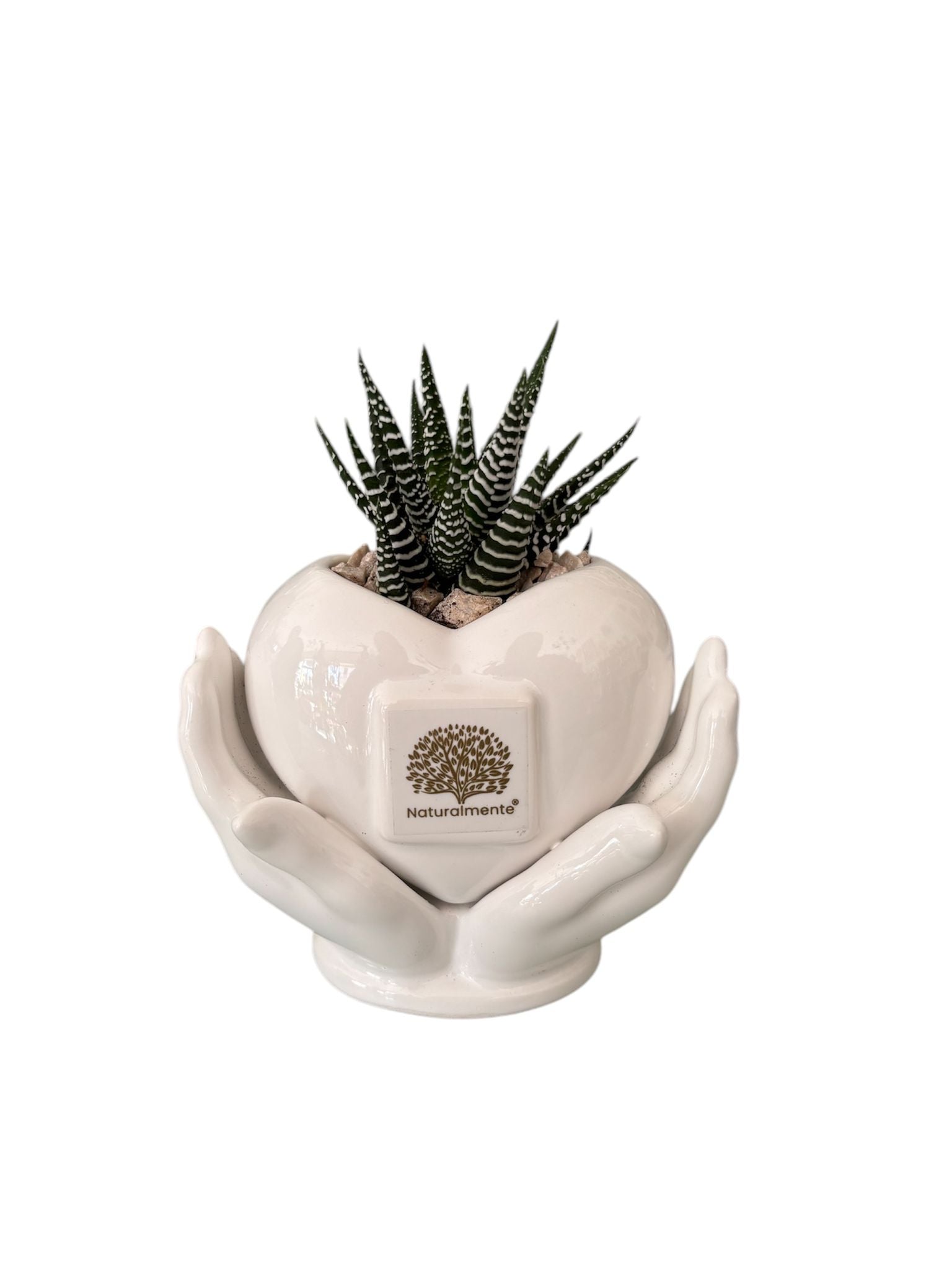 Piantina Haworthia Zebrata in Vasetto– Naturalmente