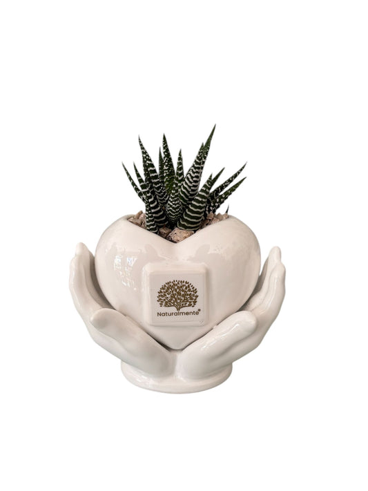 Piantina Haworthia Zebrata in Vasetto– Naturalmente