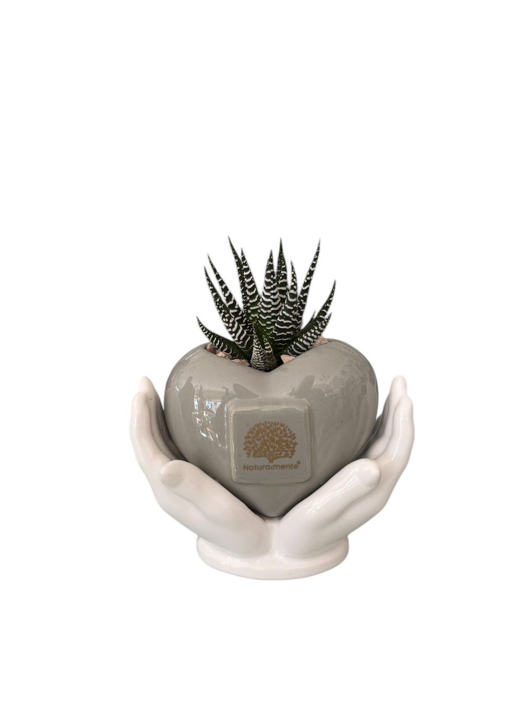 Piantina Haworthia Zebrata in Vasetto– Naturalmente