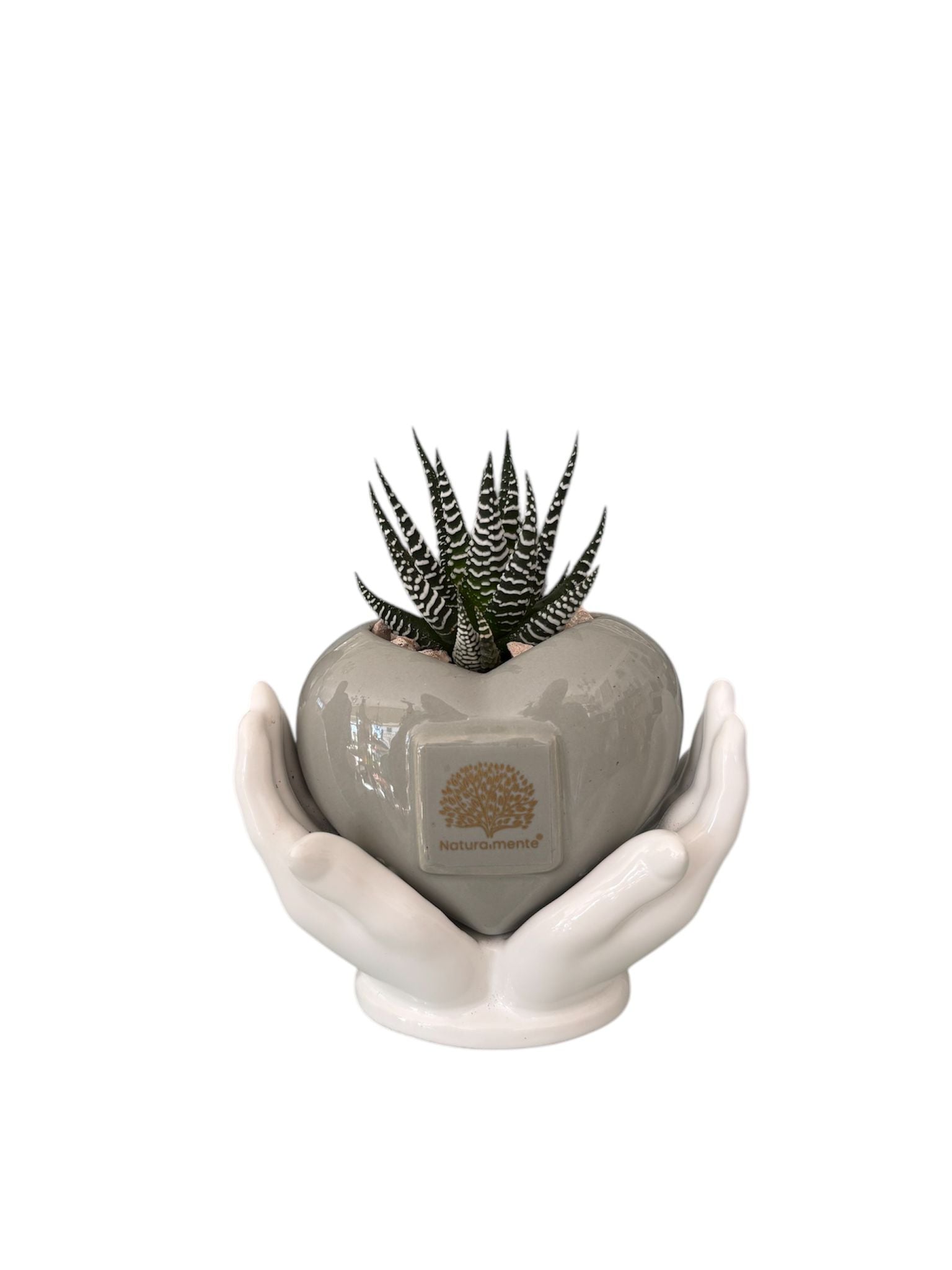 Piantina Haworthia Zebrata in Vasetto– Naturalmente