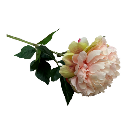 Peonia Rosa Realistica in Lattice e Plastica