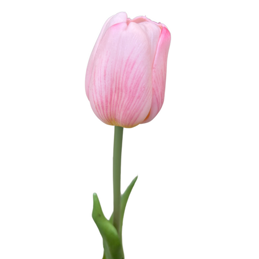 Tulipano Rosa Realistico in Lattice