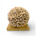 Spugna di Mare Avorio Decorativa in Resina con Base Oro 9x9 cm - Chiaraela