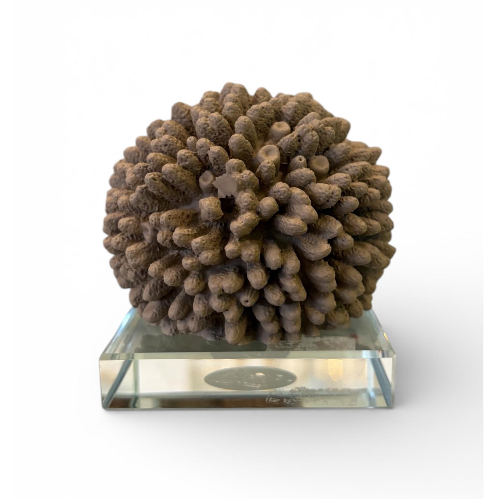 Spugna di Mare Decorativa in Resina su Base in Vetro 7 cm - Chiaraela