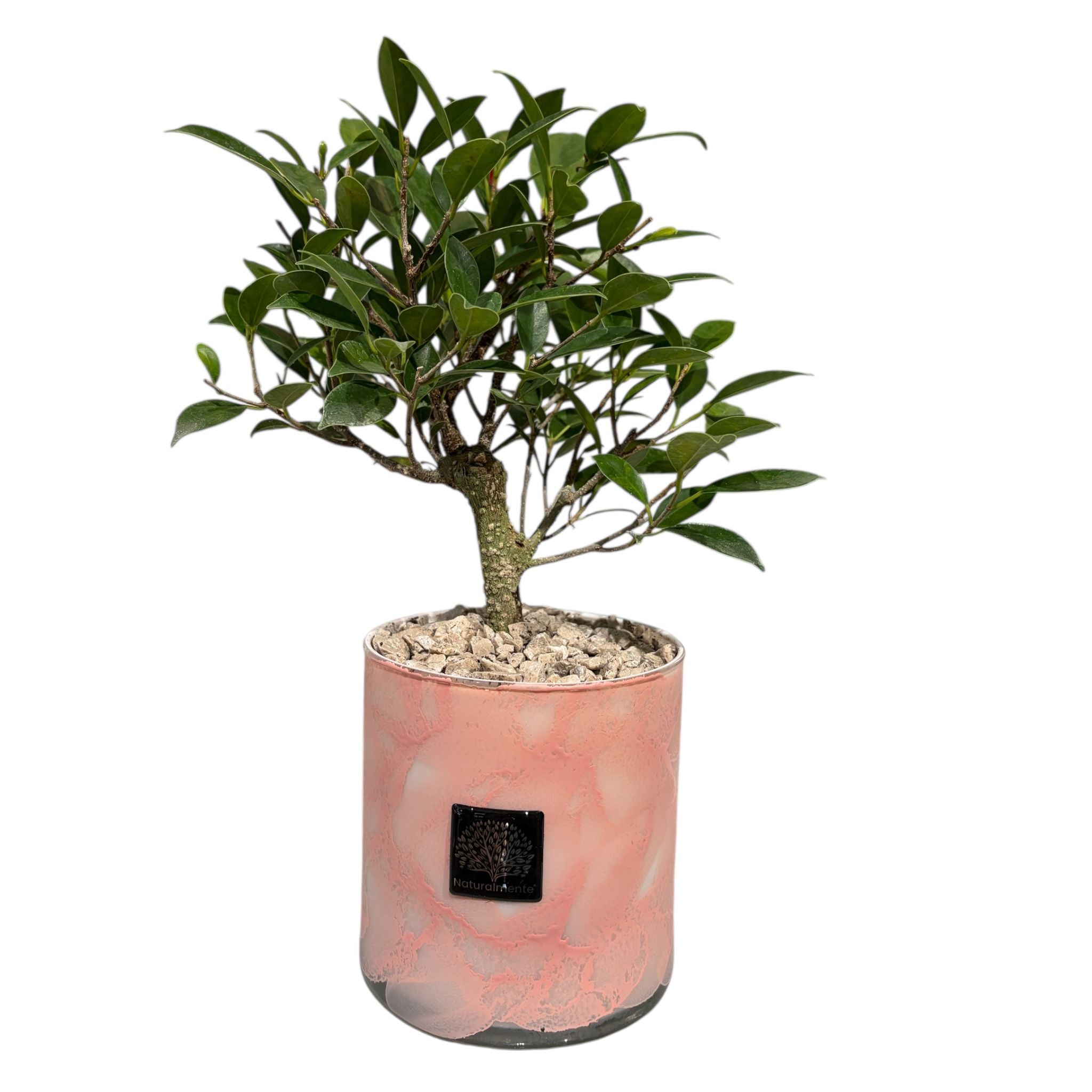Ficus Benjamin 3 cm con Vaso in Vetro Rosa - Naturalmente