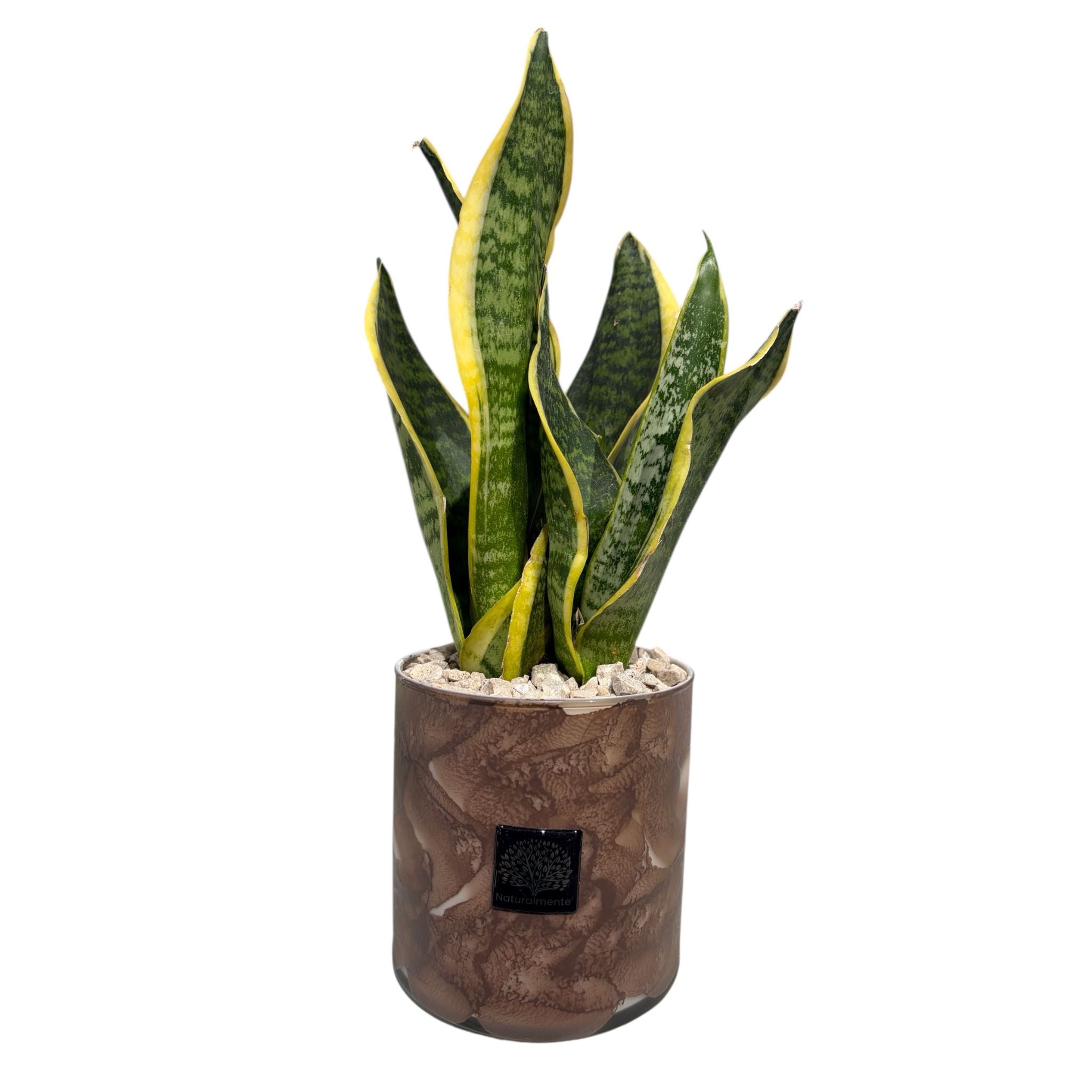 Piantina Sansiviera con Vaso Decorato in Vetro 35 cm - Naturalmente