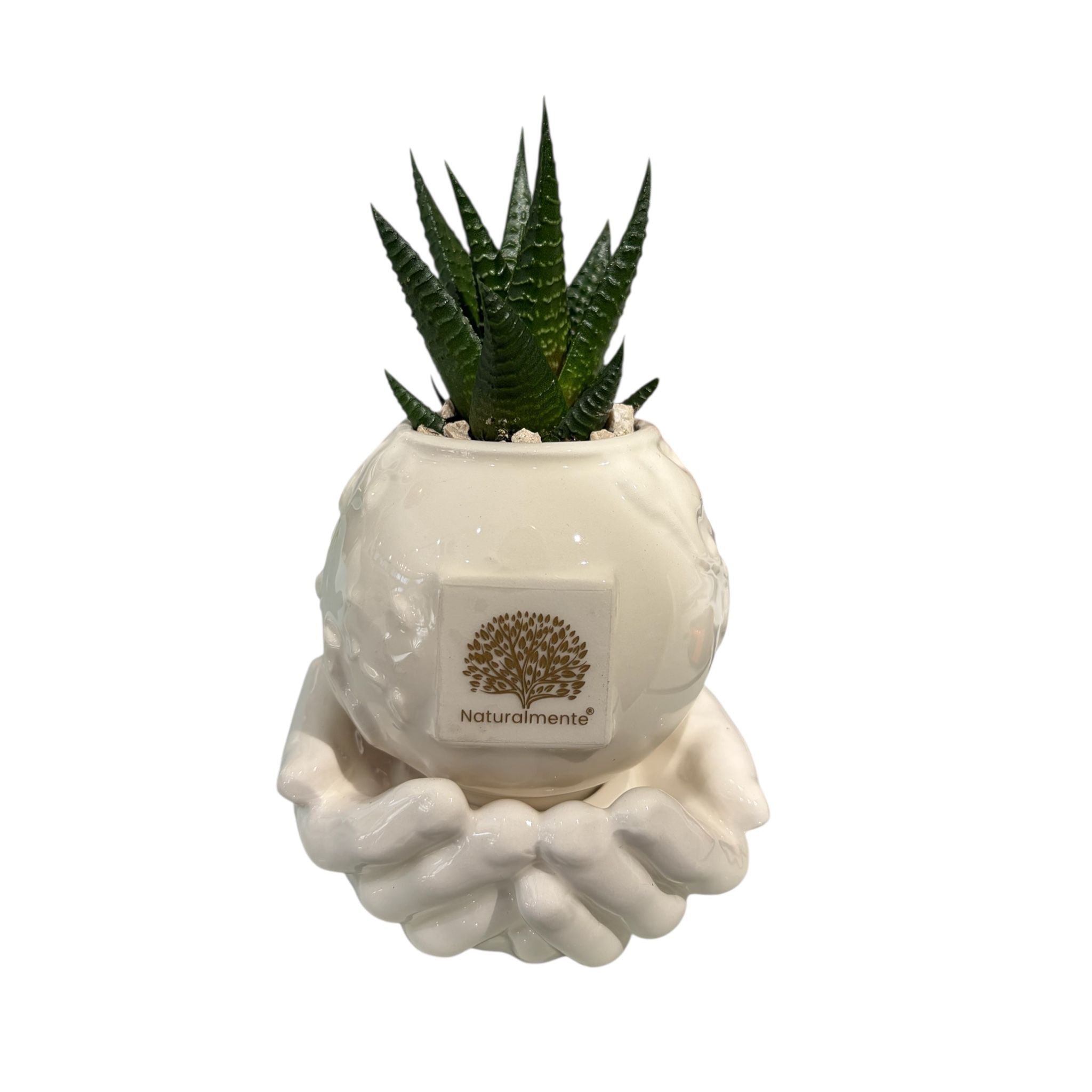 Piantina Grassa in Vaso di Ceramica Smaltata 15 cm - Naturalmente