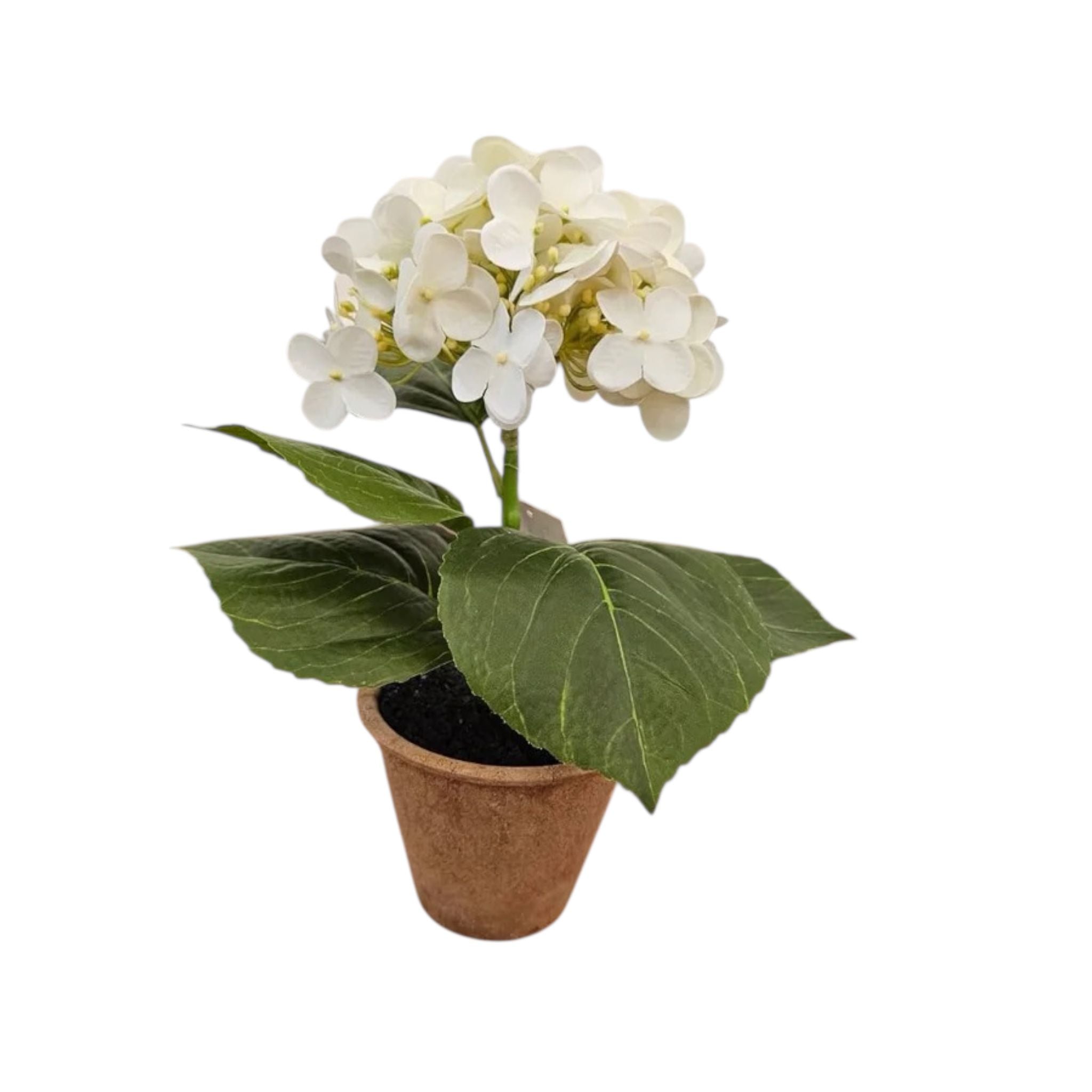 Piantina Ortensia Artigianale in Colori Eleganti 14 h cm - Fiori di Lena