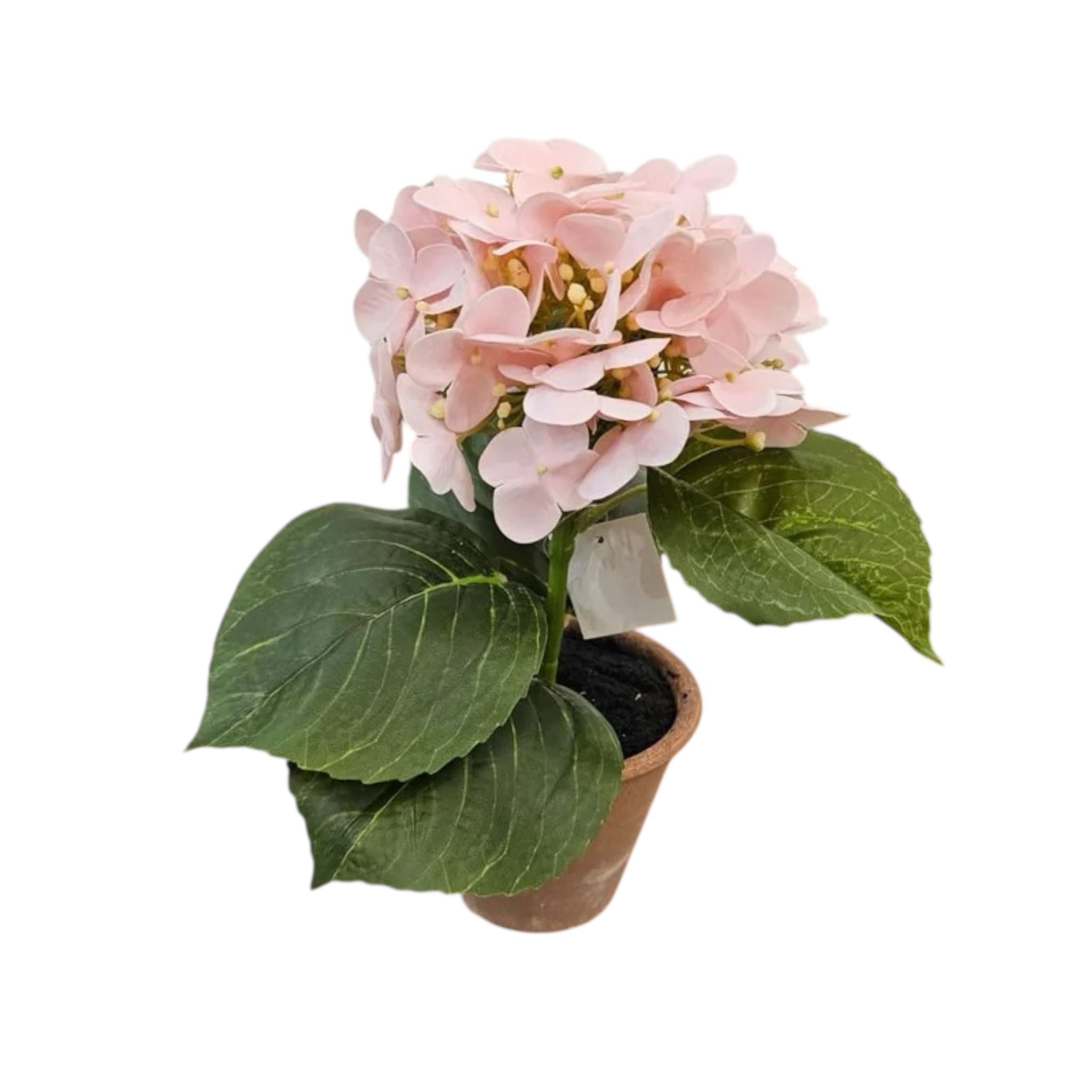 Piantina Ortensia Artigianale in Colori Eleganti 14 h cm - Fiori di Lena